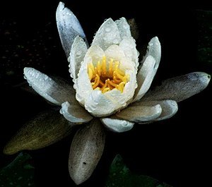 Nymphaea odorata image