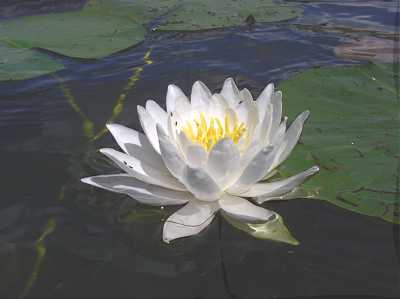Nymphaea odorata image