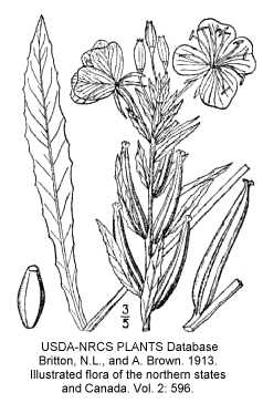 Oenothera oakesiana image
