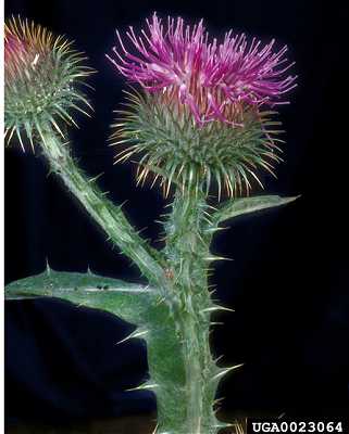 Onopordum acanthium image