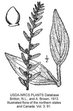 Lithospermum parviflorum image