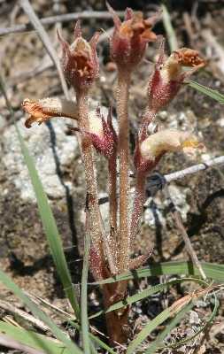 Orobanche image