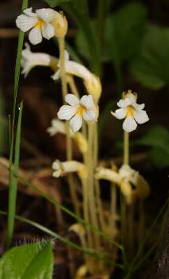 Orobanche uniflora image