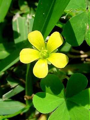 Oxalis corniculata image