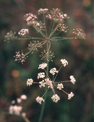 Oxypolis rigidior image