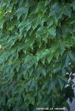 Vitaceae image