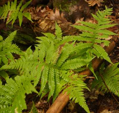 Thelypteridaceae image
