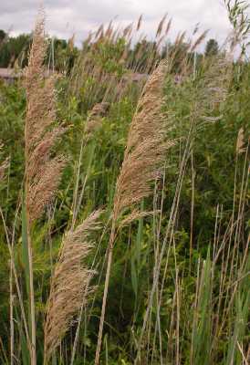 Phragmites australis image