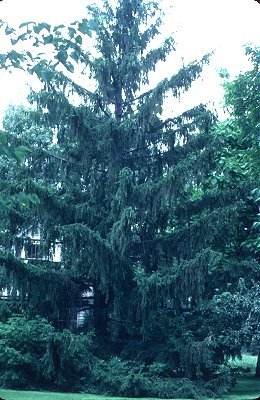 Picea abies image