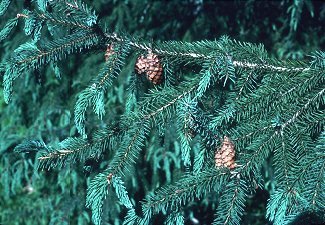 Pinaceae image