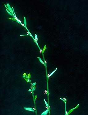 Polygonum aviculare image