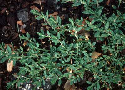 Polygonum aviculare image