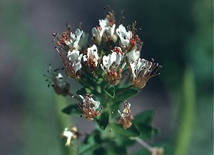 Cleomaceae image