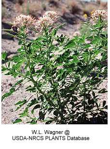 Polanisia dodecandra image