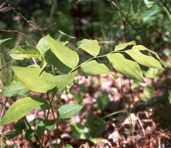 Polygonatum pubescens image