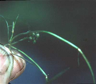 Potamogeton foliosus image
