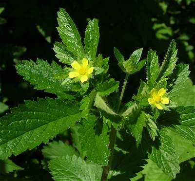 Potentilla norvegica image