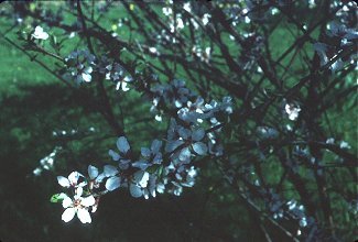 Prunus nigra image
