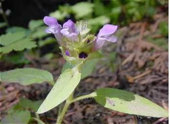 Prunella vulgaris image