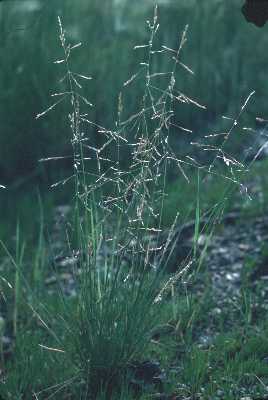 Puccinellia distans image