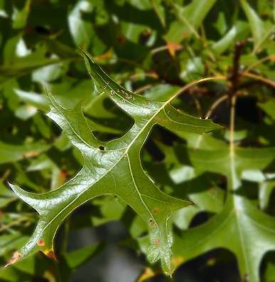 Quercus palustris image