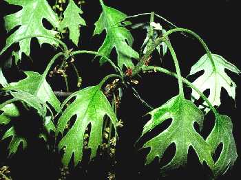 Quercus image