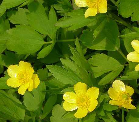 Ranunculus repens image