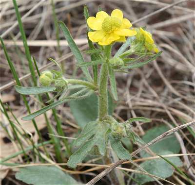 Ranunculus rhomboideus image