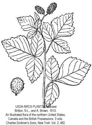 Rhus aromatica image