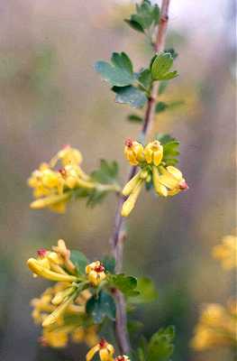 Grossulariaceae image