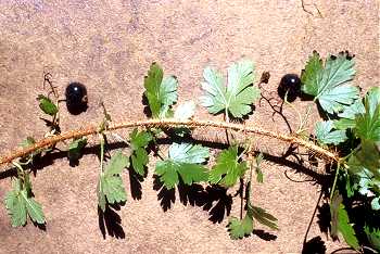 Ribes lacustre image