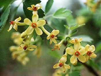 Ribes aureum var. villosum image