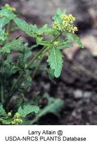 Rorippa image