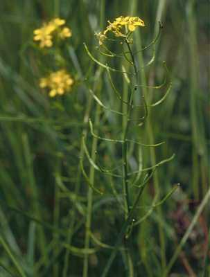 Rorippa sylvestris image