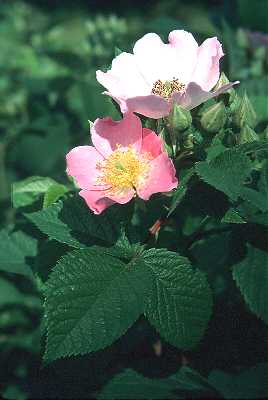 Rosa setigera image