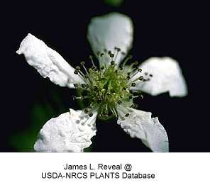 Rubus image