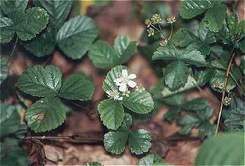 Rubus setosus image