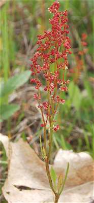 Rumex acetosella image