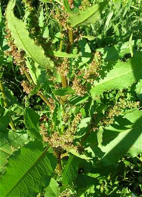Rumex obtusifolius image