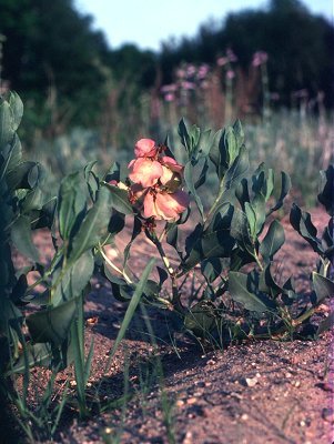 Rumex venosus image