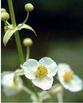 Sagittaria brevirostra image