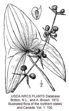 Alismataceae image