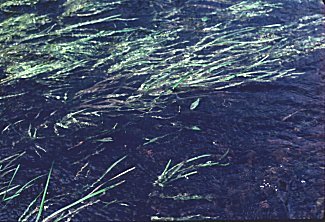 Sagittaria cuneata image