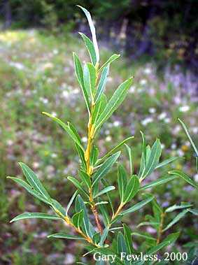 Salix purpurea image