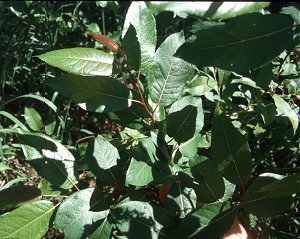 Salix pyrifolia image