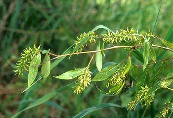 Salix x rubens image