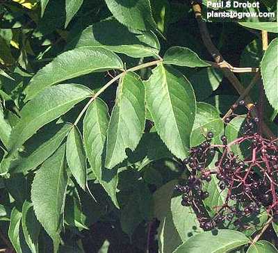 Sambucus canadensis image
