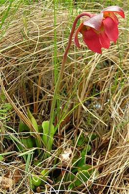 Sarracenia purpurea subsp. purpurea image
