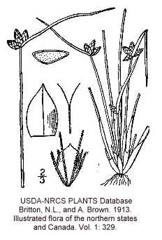 Schoenoplectus image