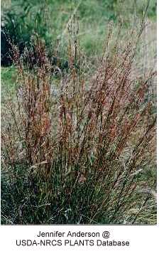 Schizachyrium scoparium image